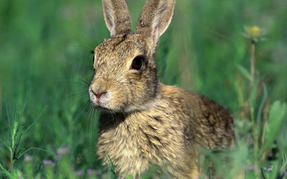 点击大图看下一张：草原上可爱的小兔子