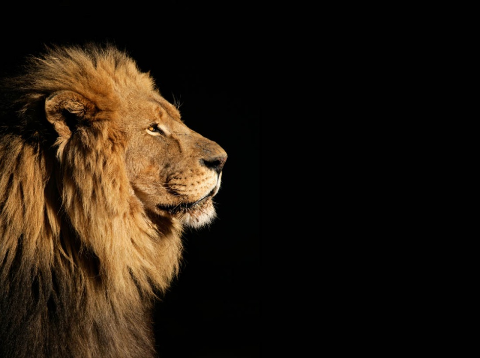 点击大图看下一张：威武雄壮的狮子图片特写
