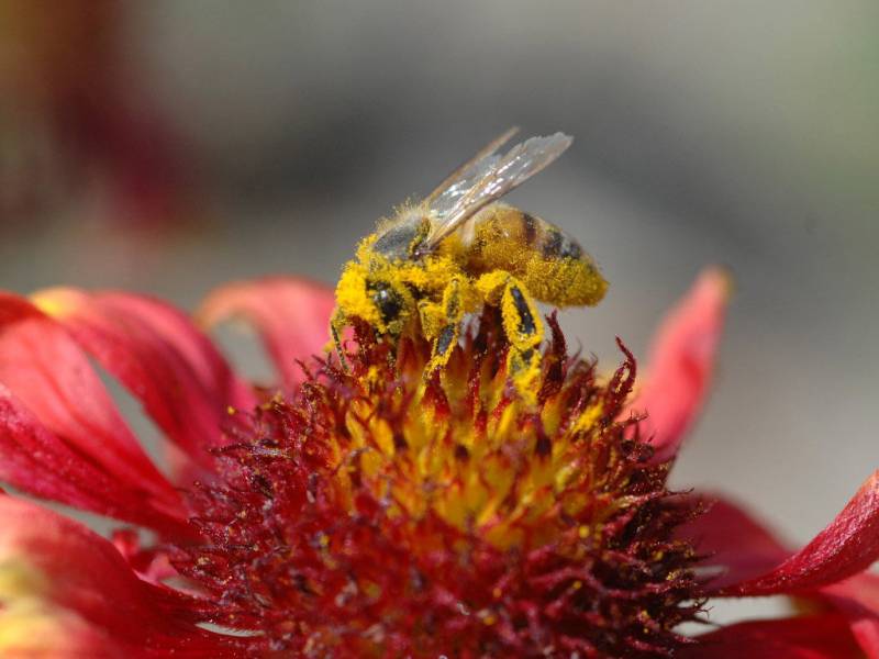 点击大图看下一张：丛中采蜜的小蜜蜂精美高清特写图片