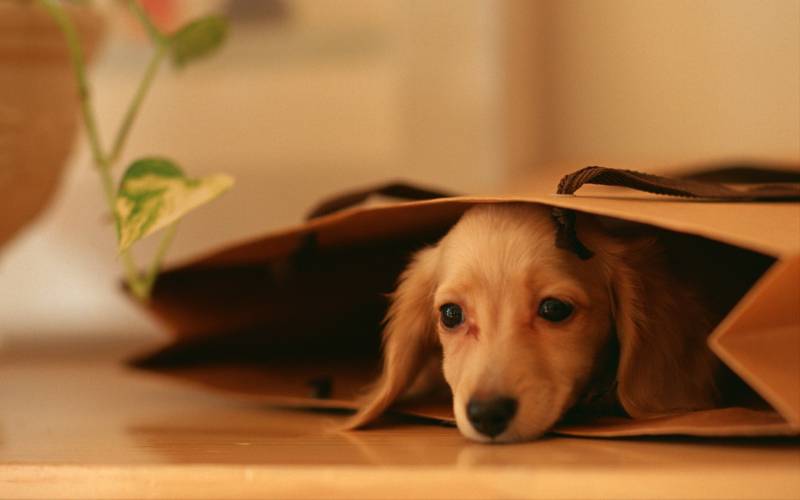 点击大图看下一张：可爱的萌宠图片 迷你腊肠犬超高清壁纸