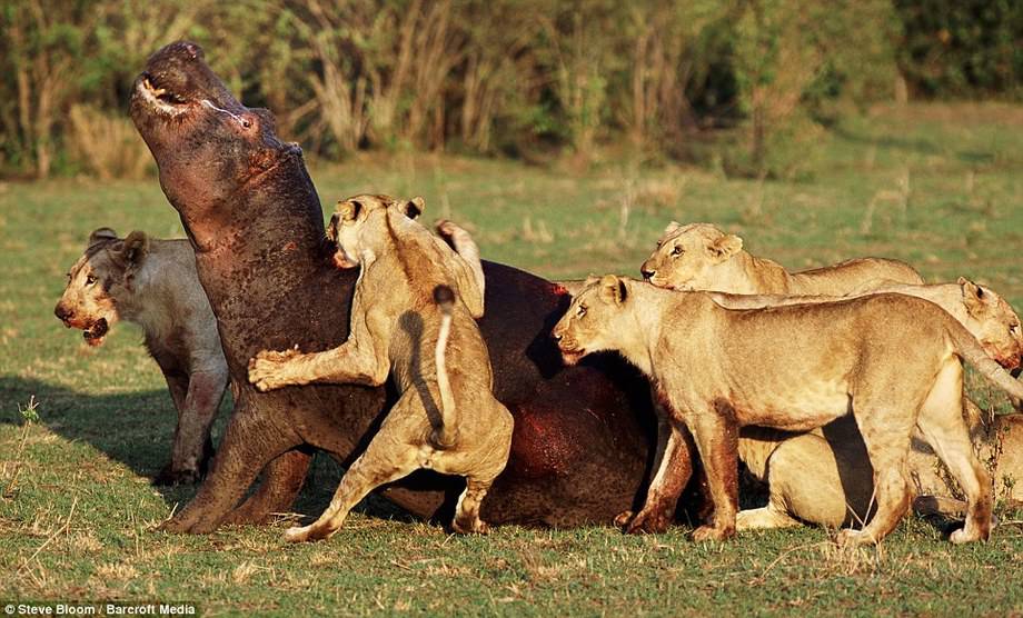 点击大图看下一张：野生动物生死搏斗精彩瞬间：狮子群围攻河马