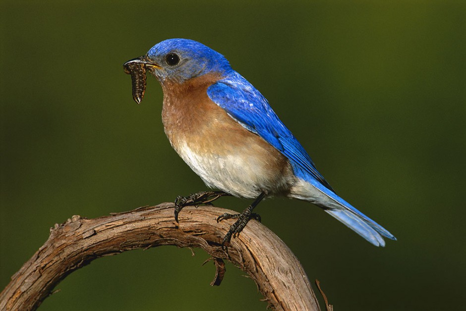 点击大图看下一张：枝头上的北美蓝知更鸟图片
