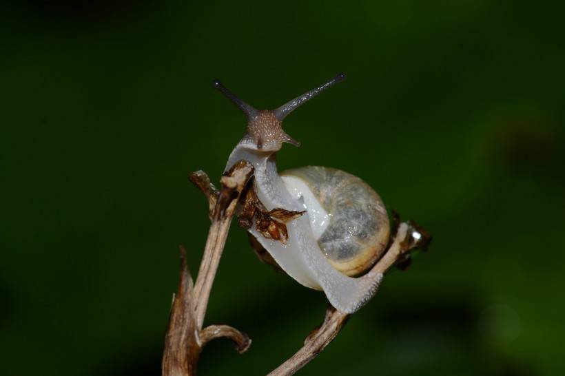 点击大图看下一张：可爱的蜗牛图片近焦距特写