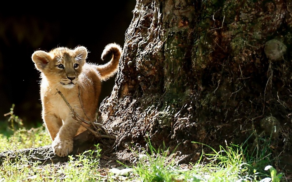点击大图看下一张：可爱超萌的小狮子高清图片