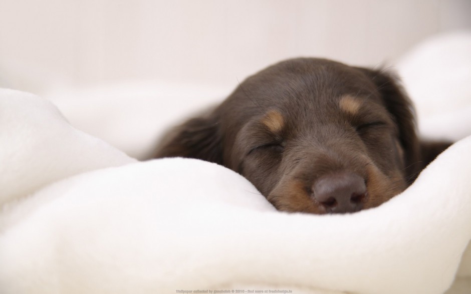 点击大图看下一张：可爱萌宠狗狗睡觉模样抓拍图片