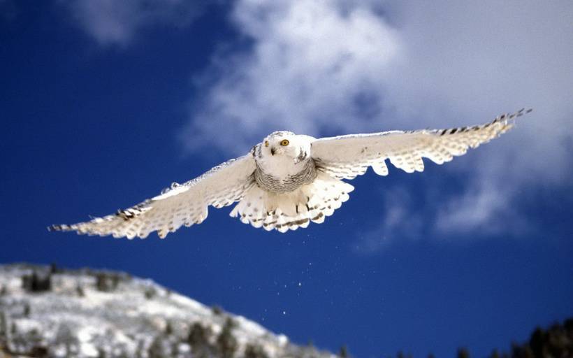 点击大图看下一张：美丽的雪鸮唯美高清图片
