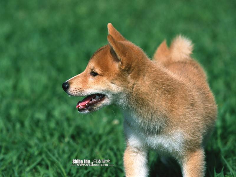 点击大图看下一张：日本柴犬田园玩耍可爱抓拍