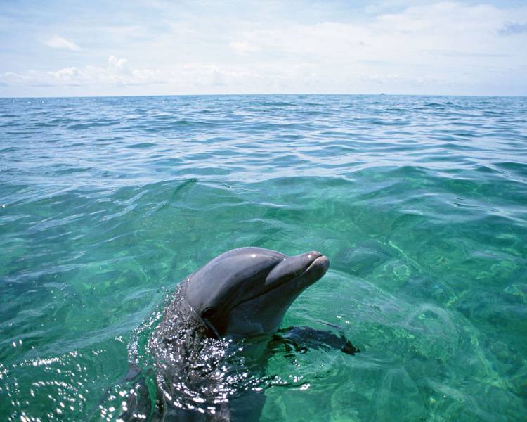 点击大图看下一张：跃出水面的海豚桌面壁纸