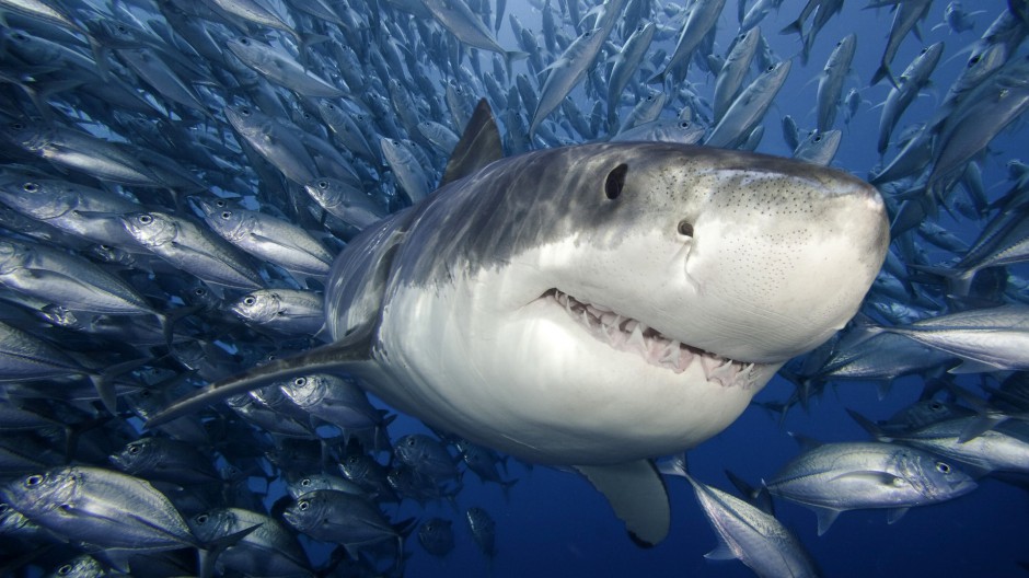 点击大图看下一张：鲨鱼微距高清图片素材