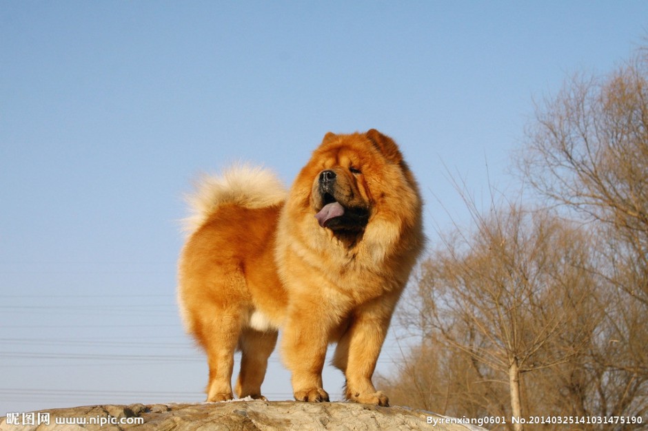 点击大图看下一张：毛茸茸的金黄松狮犬图片