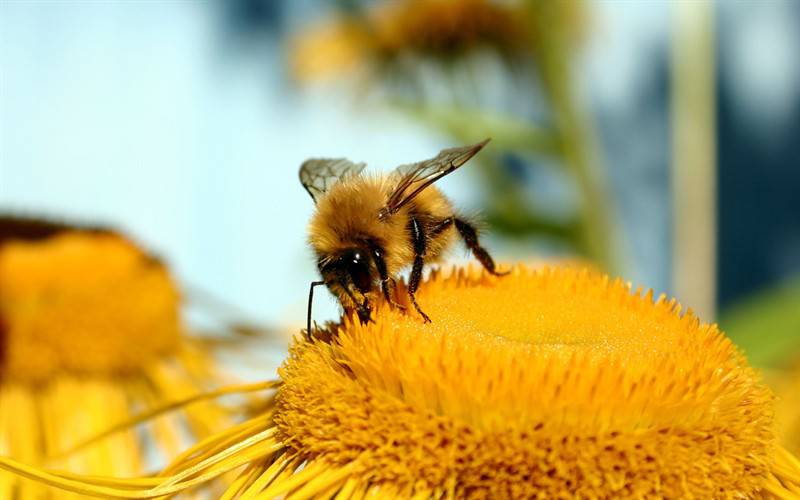 点击大图看下一张：勤劳蜜蜂高清动物图片