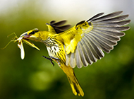 动作敏捷的黑枕黄鹂鸟图片