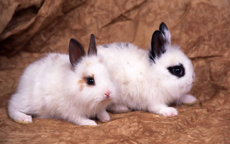 点击大图看下一张：宠物小白兔棕兔高清兔子图片