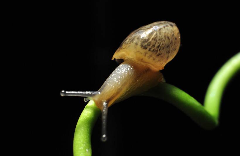 点击大图看下一张：藤蔓上的蜗牛图片高清特写