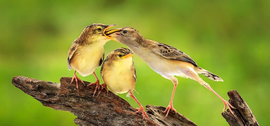 点击大图看下一张：嘴对嘴喂食的鸟类动物图片