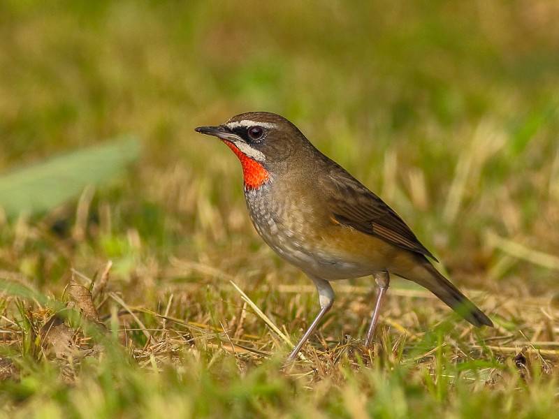 点击大图看下一张:观赏鸟类红点颏高清图片