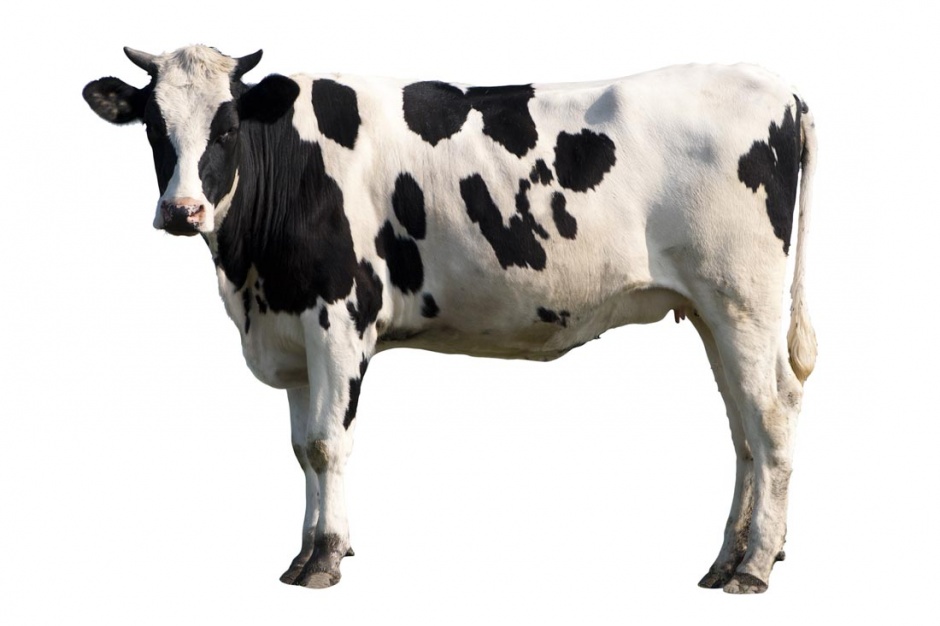 点击大图看下一张：牧场上的奶牛高清图片欣赏