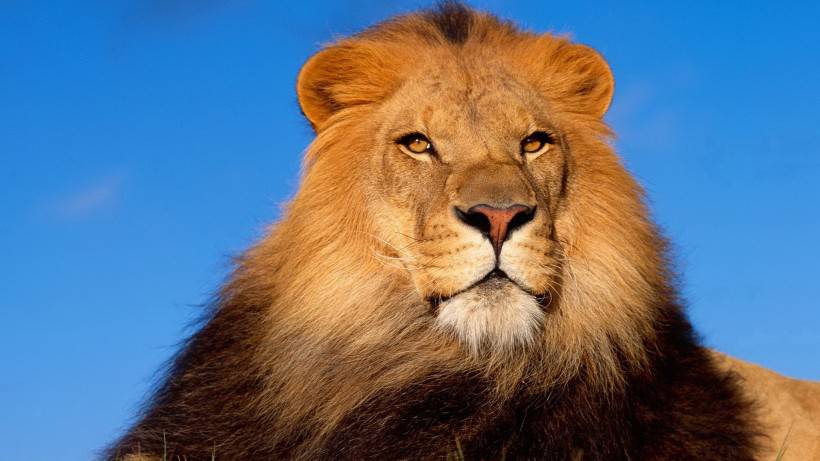 点击大图看下一张：霸气狮子野生动物图片壁纸