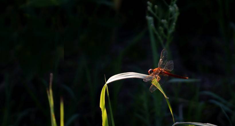 点击大图看下一张：蜻蜓昆虫图片公园风景特写