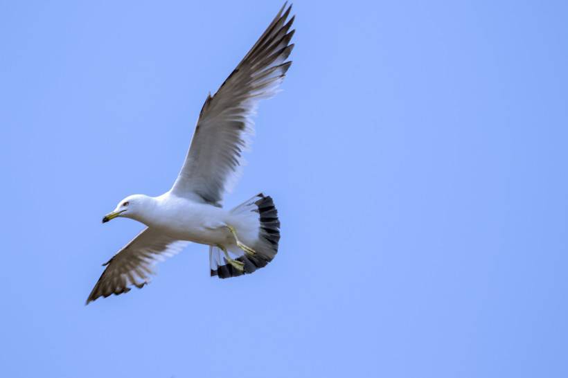 点击大图看下一张：蓝天大海海鸥图片高清唯美