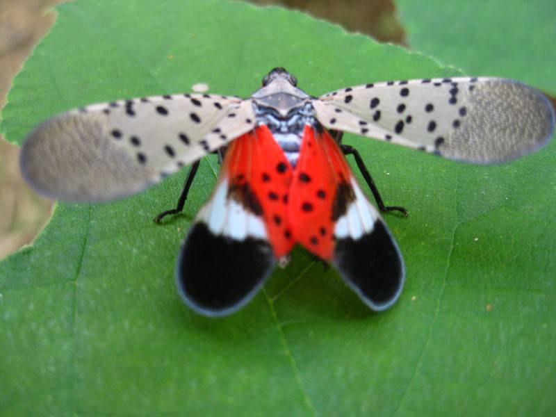点击大图看下一张：常见的昆虫斑衣蜡蝉图片