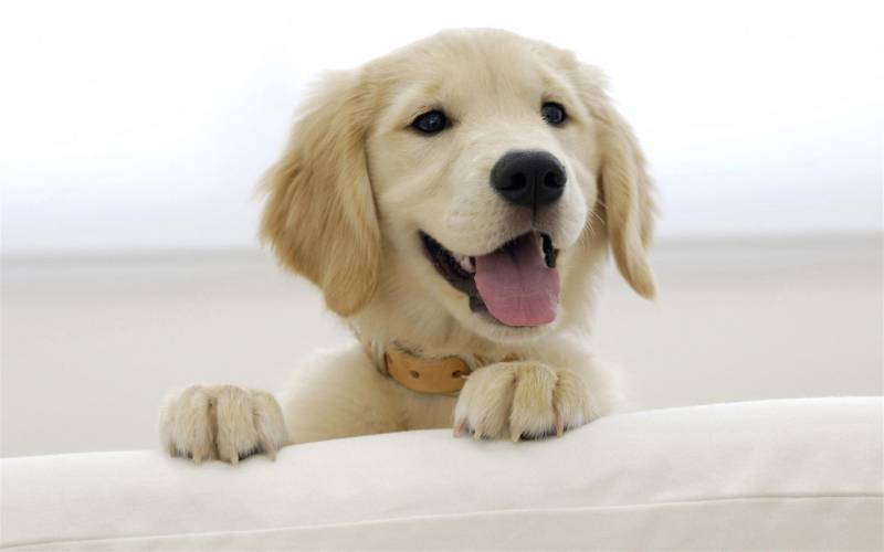 点击大图看下一张：快乐活泼的金毛犬高清图