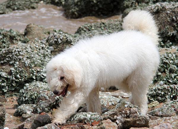 点击大图看下一张：白色可蒙犬海边游玩图片