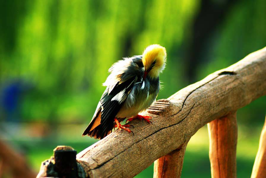 点击大图看下一张：顶级白玉鸟梳理羽毛图片