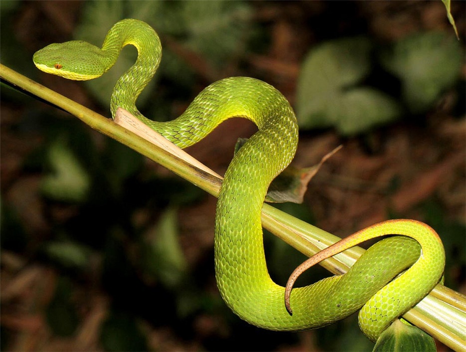 点击大图看下一张：极具毒性的竹叶青蛇图片欣赏
