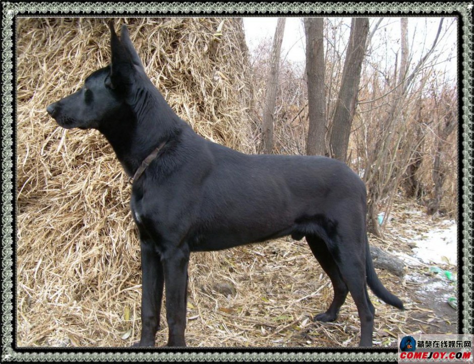 点击大图看下一张：大黑狼犬身躯高大威猛图片