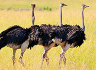 非洲鸵鸟休闲漫步图片