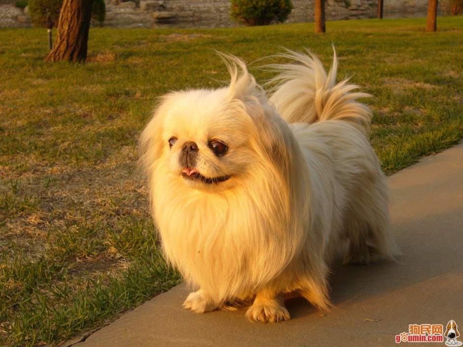 点击大图看下一张:小京巴犬户外散步休闲图片