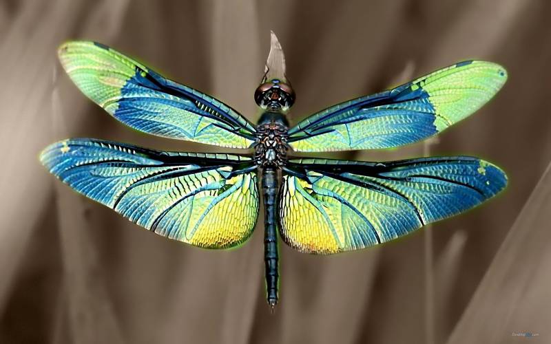 点击大图看下一张：轻盈优雅的蜻蜓高清组图