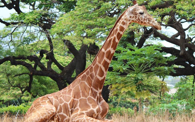 点击大图看下一张：团结恩爱的长颈鹿高清图片