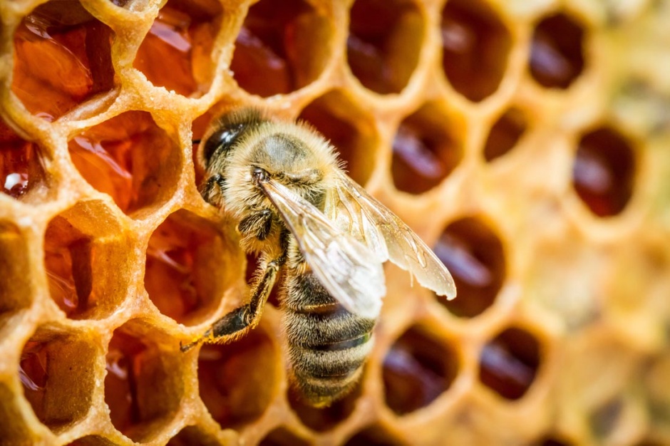 点击大图看下一张：野生蜜蜂与蜂巢特写图片