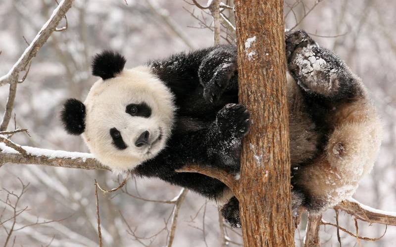 点击大图看下一张：国宝熊猫可爱胖胖写真组图