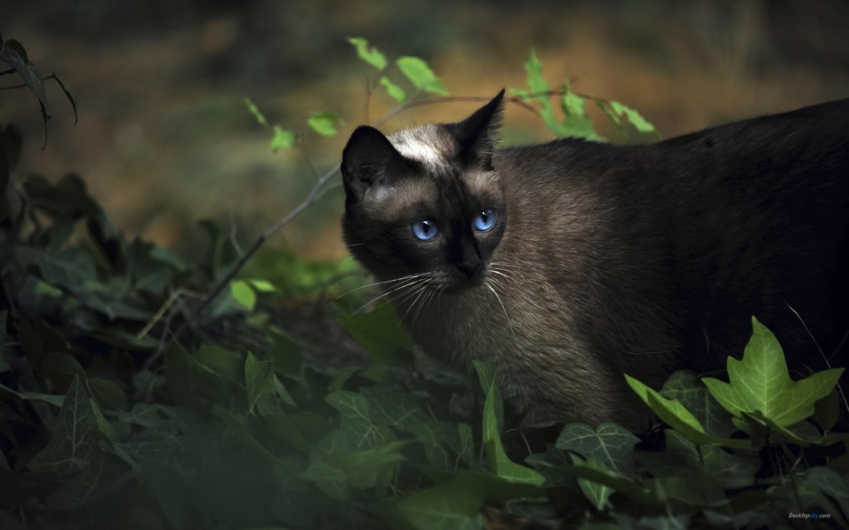 点击大图看下一张：纯种暹罗猫图片姿态百变