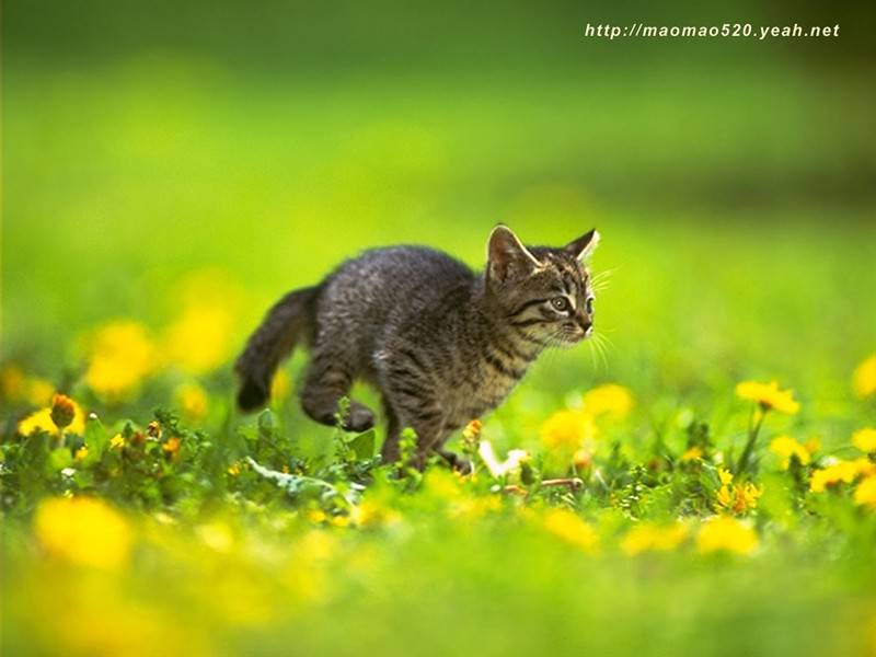 点击大图看下一张：可爱小奶猫草地飞奔萌萌美图集