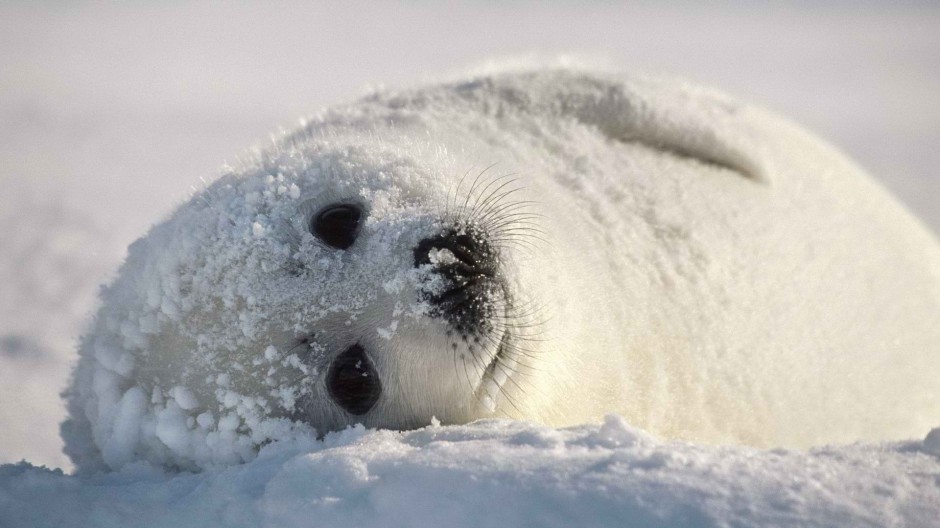 点击大图看下一张：表情无辜呆萌的白海豹图片