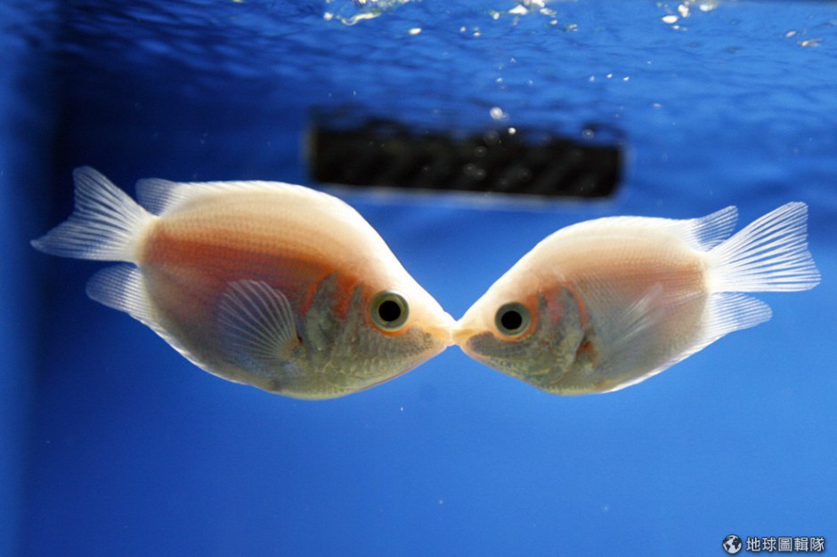 点击大图看下一张：可爱的接吻鱼水族箱图片