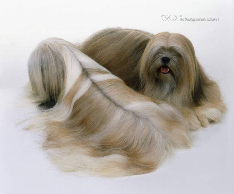 点击大图看下一张：拉萨犬优雅时尚造型图片