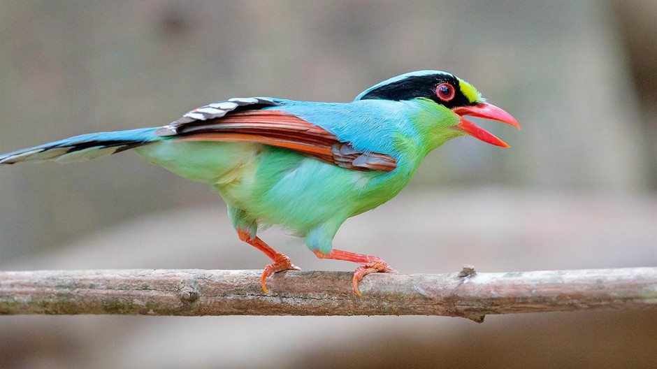 点击大图看下一张：漂亮鸟类图片斑斓迷人