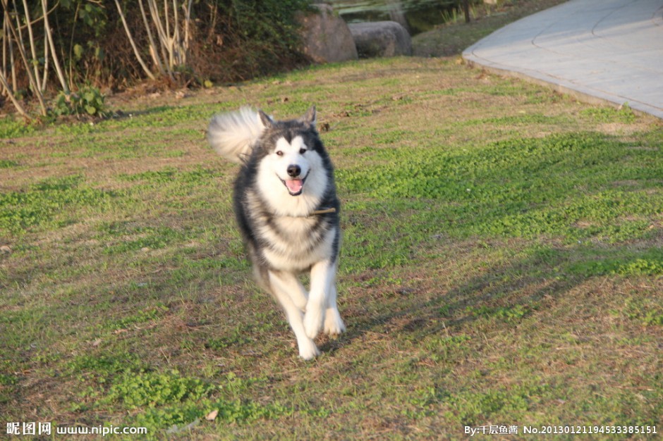 点击大图看下一张:大型犬类阿拉斯加犬的图片大全