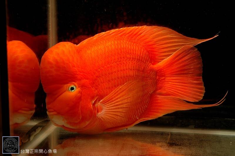 点击大图看下一张：红元宝鹦鹉鱼图片色彩夺目