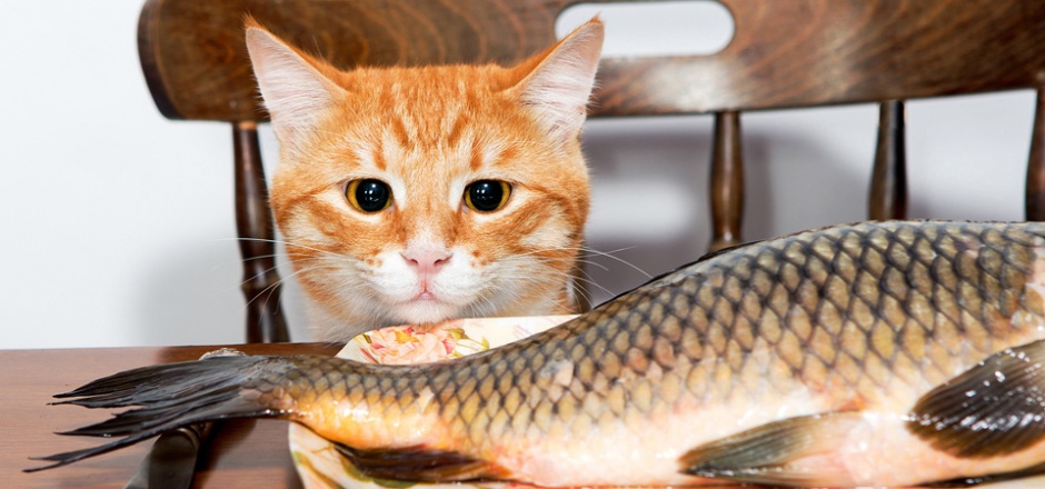 点击大图看下一张：呆萌小黄猫和鱼高清图片