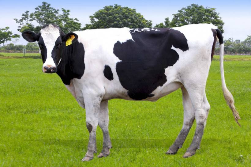 点击大图看下一张：唯美奶牛高清图片