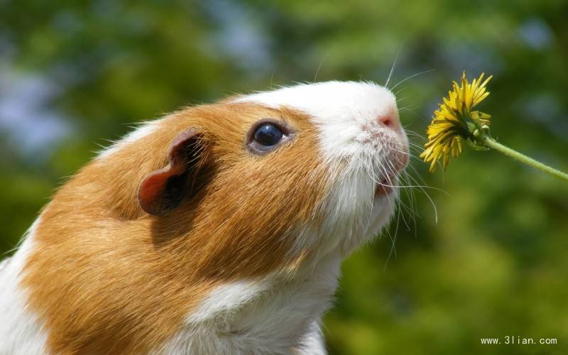 点击大图看下一张：可爱超萌的小豚鼠高清图片