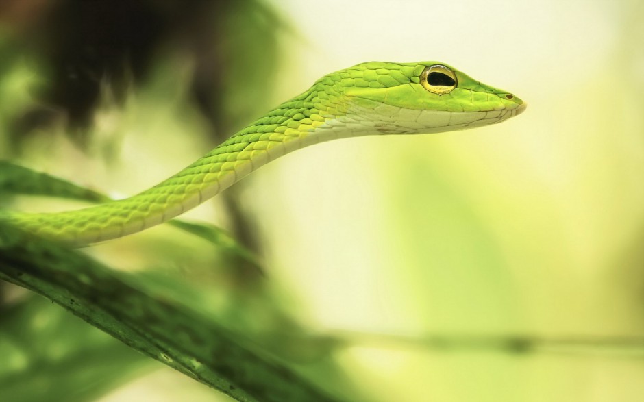 点击大图看下一张：动作敏捷的大翠青蛇图片