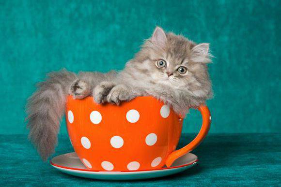 点击大图看下一张：茶杯猫慵懒姿态图片大全