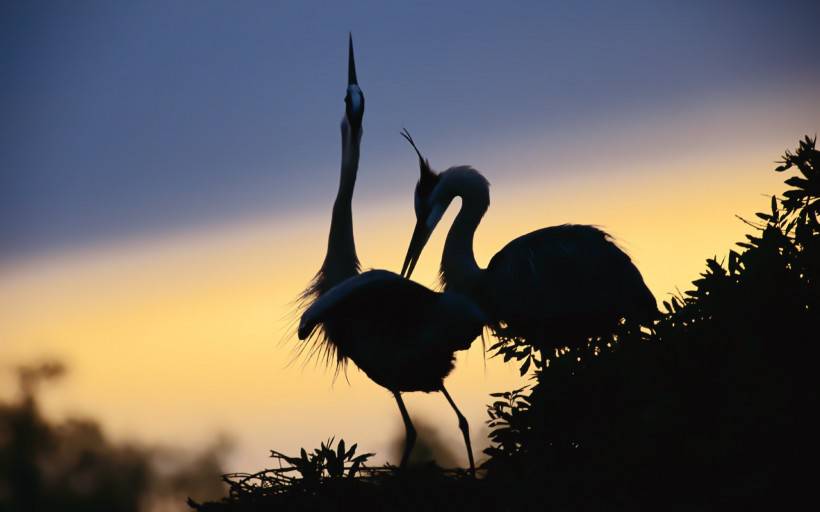 点击大图看下一张：美丽的丹顶鹤鸟类图片精美特写